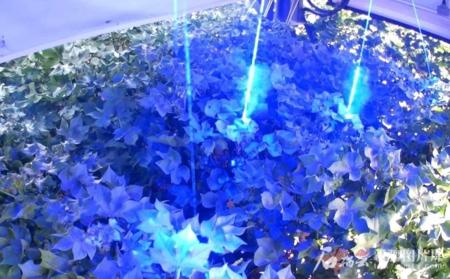 全球首款棉花激光打顶机器人亮相：准确率达 98.9%，作业效率 10 倍于人工